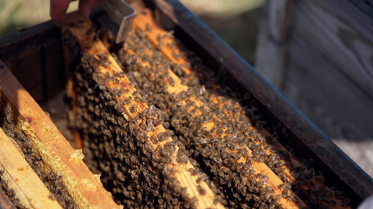 Top of the hive without lid with a lot of bees. Beekeeper taking the beehive frame out of the hive and inspects it. Busy bees crawling and roaming inside the hive.