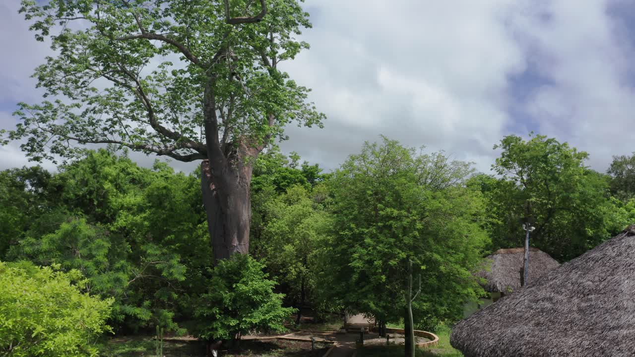 Aerial drone shot flying through a luxury lodge in Selous jungle approaching a baobab tree. Tanzania, sunny day