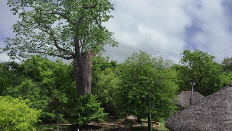 aerial drone shot flying through a luxury lodge in selous jungle approaching a baobab tree. tanzania, sunny day