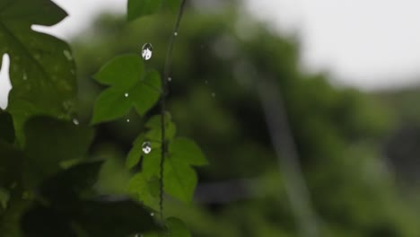 Nahaufnahme-Des-Kardanischen-Regenwassers,-Das-Vom-Dach-Und-Laub-Im-Hintergrund-Fällt