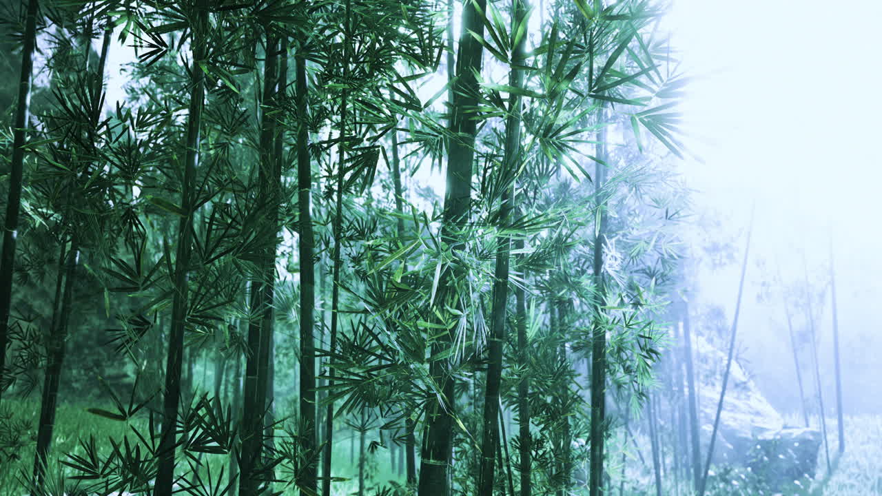 Misty bamboo forest with sunlight filtering through lush green leaves
