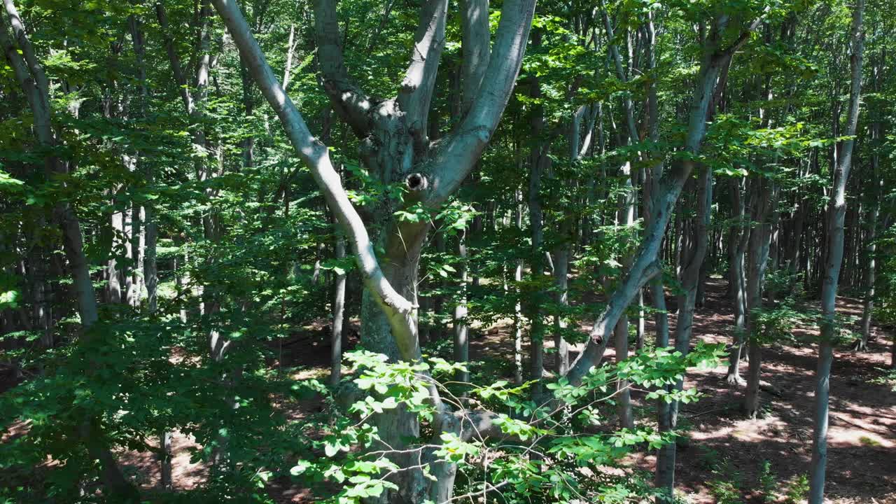 disparo de drones descender en el bosque de hayas en el día de verano