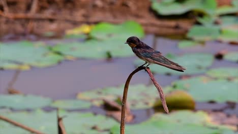 Ein-Kleiner,-Sich-Schnell-Bewegender-Vogel,-Der-Fast-überall-Auf-Der-Welt-Zu-Finden-Ist-Und-Die-Meiste-Zeit-Herumfliegt,-Um-Kleine-Insekten-Zu-Fangen