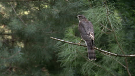 eurasian sparrowhawk  perching on a twig