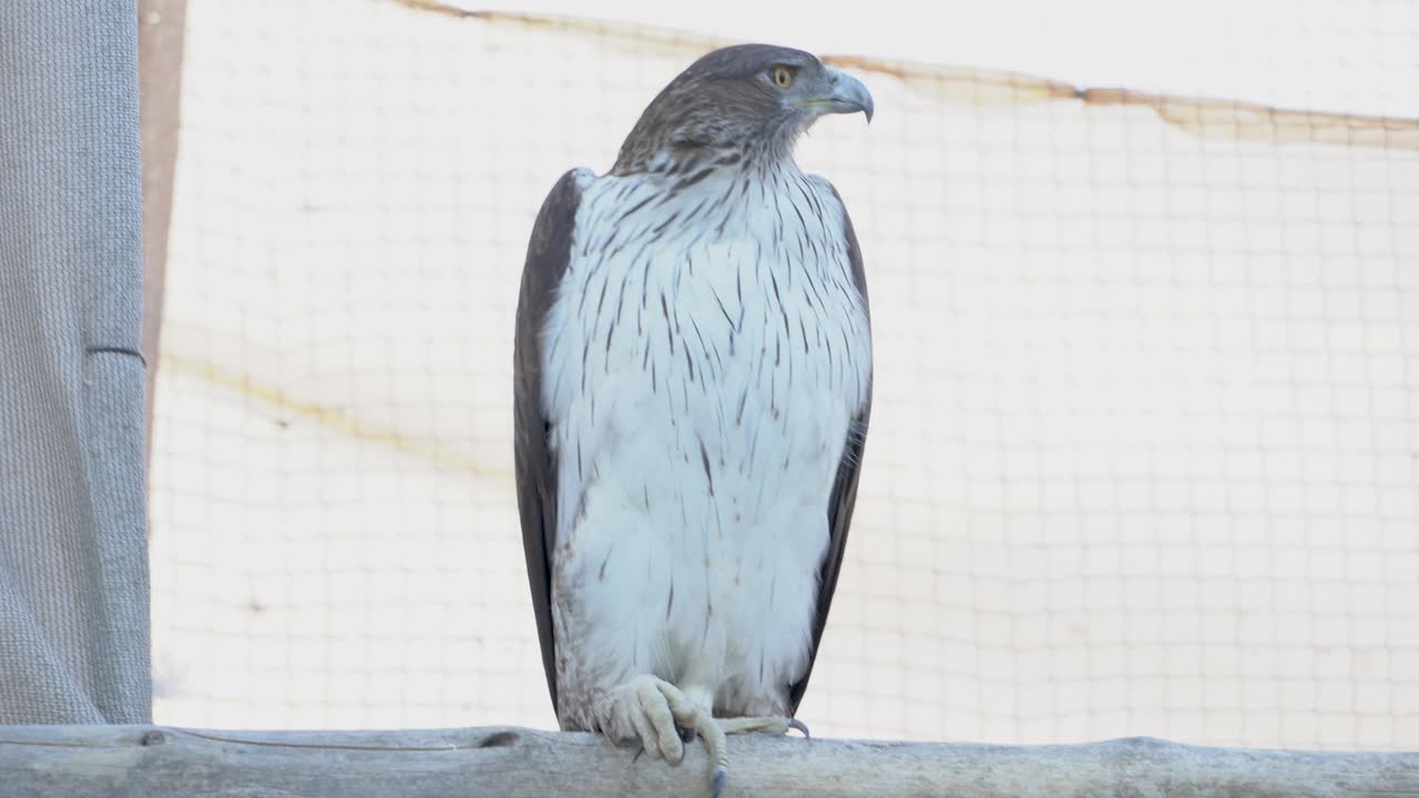 보넬리 독수리 (aquila fasciata) 또는 크레스트리스 호크 독수리 가까이에서 중동에서