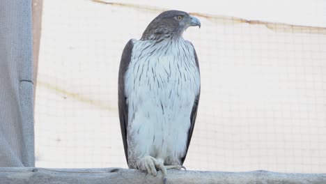 bonelli's eagle (aquila fasciata) or the crestless hawk-eagle close up in the middle east