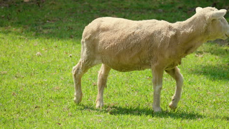 One-Isolated-Wiltipoll-Sheep-Grazes-Green-Grass-and-Walks-on-Meadow-on-Sunny-Day---Slow-motion-tracking