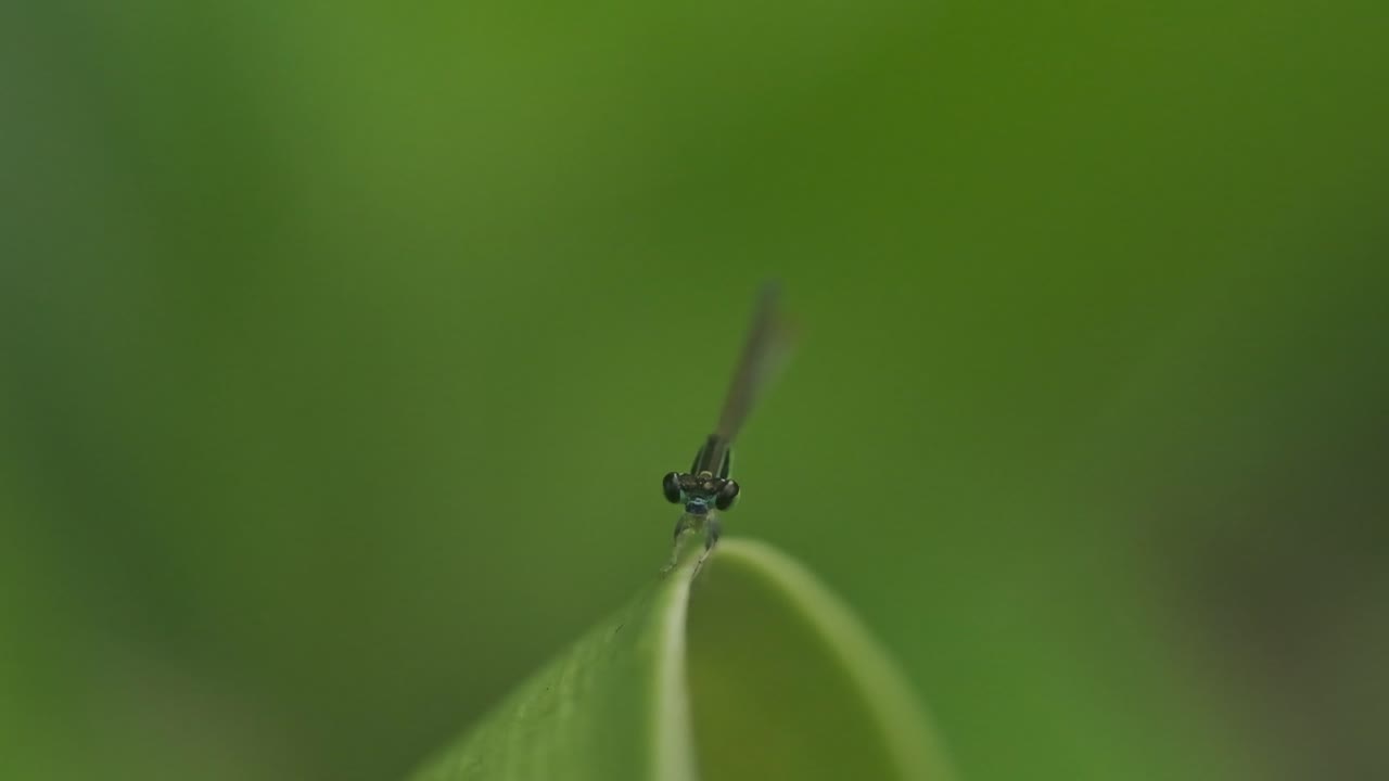 cabeza de caballito del diablo verde alimentándose despegando de una hoja en cámara lenta india oriental