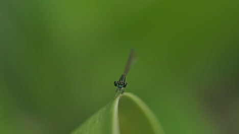 Cabeza-En-Alimentación-De-Caballito-Del-Diablo-Verde-Despegando-De-Una-Hoja-A-Cámara-Lenta-Cola-De-Horquilla-Oriental-India