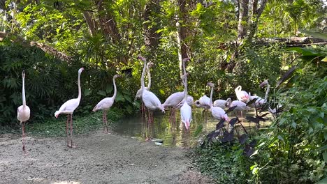 pink flamingos in a tropical habitat