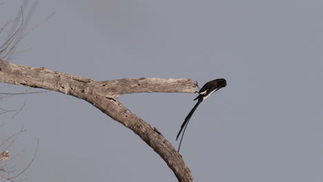 A-Magpie-Shrike-Gripping-a-Tree-Branch---Wide-Shot