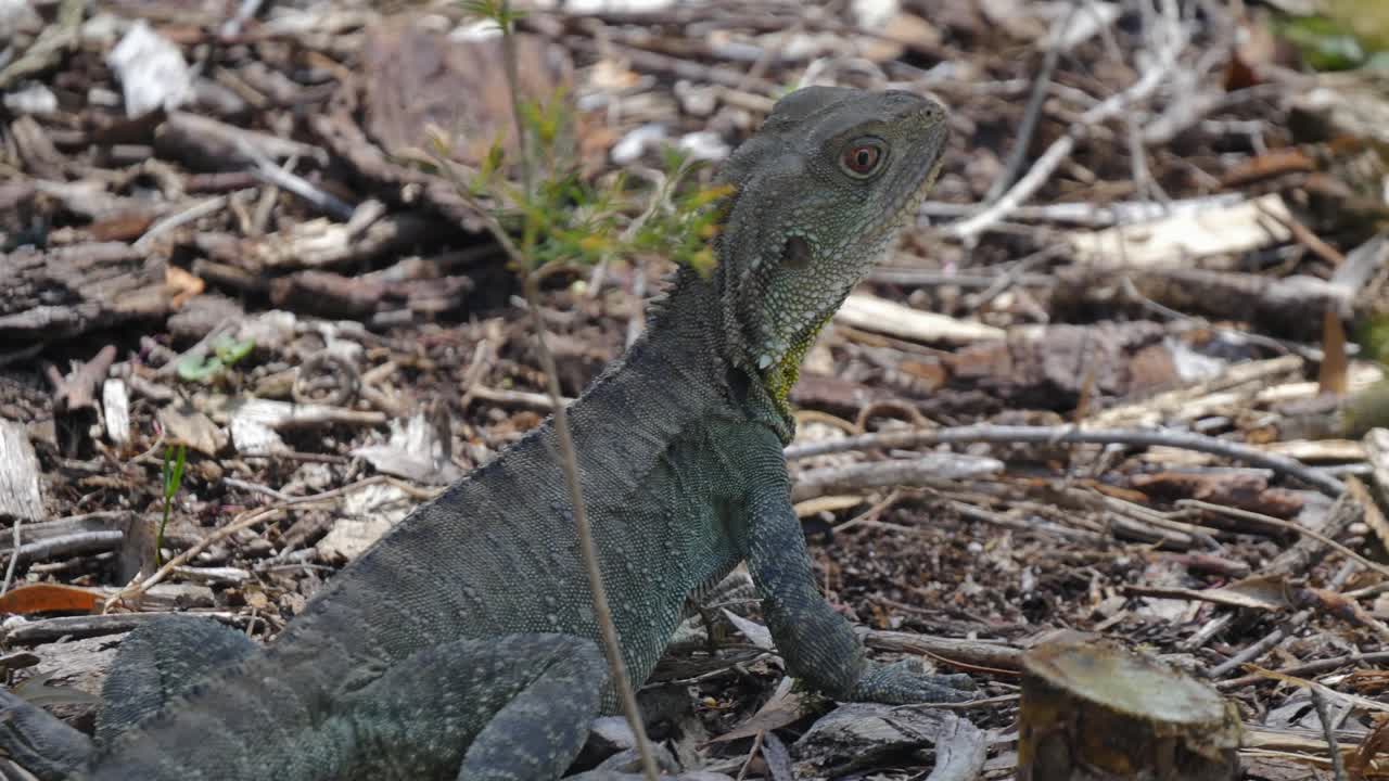 Waterdragon sitting on the ground