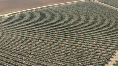 aerial footage of olive tree plantations in southern spain