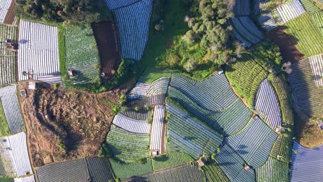 aerial view of agricultural field in the morning