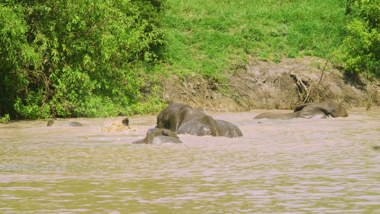elefantes en cámara lenta nadando y jugando en un pozo de agua