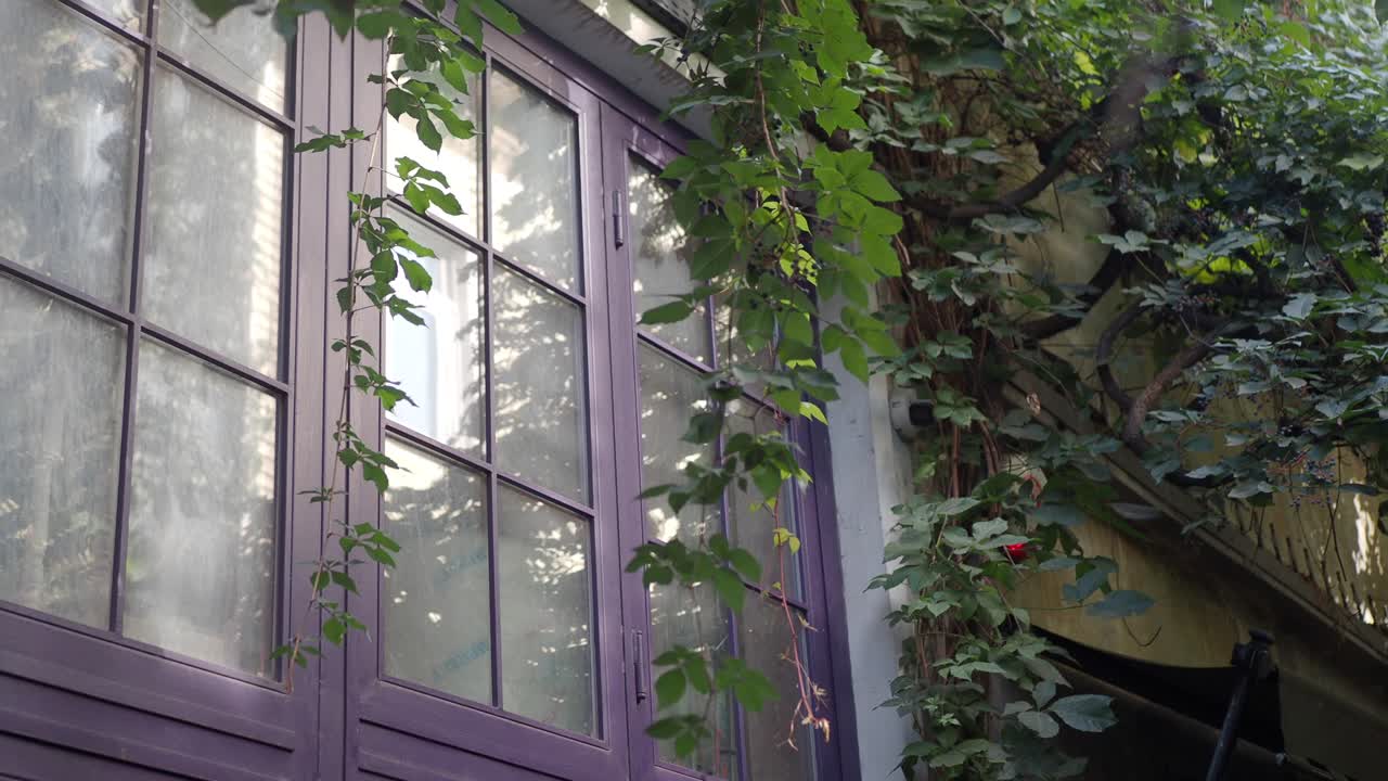 ventana púrpura con vides verdes creciendo en la pared