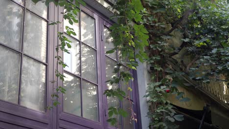 Purple window with green vines growing on the wall