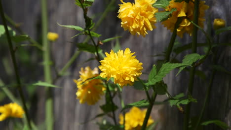 Yellow-Kerria-Flower-blooming-during-Spring-in-the-Pacific-Northwest