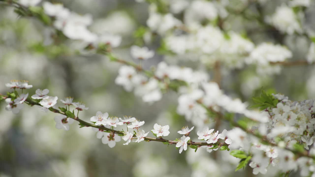 hermosa flor de ciruelo en flor de primavera, primer plano de pétalos de flores blancas