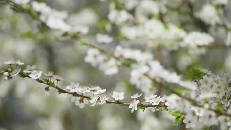 Wunderschöne-Pflaumenblüte-Im-Frühling,-Nahaufnahme-Von-Weißen-Blütenblättern