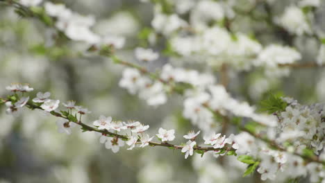 Hermosa-Flor-De-Ciruela-En-Flor-De-Primavera,-Primer-Plano-De-Pétalos-De-Flores-Blancas