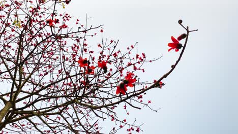 Majestic-cotton-tree-blooming-in-red-colors,-view-from-bellow