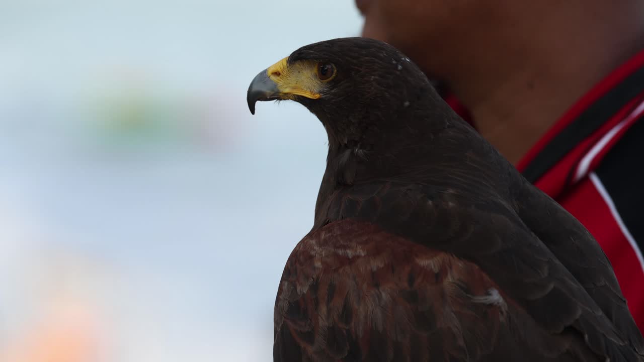 primer plano de un halcón harris con su manejador