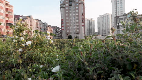 aerial city view with apartments views is shown through a grassy floor where insects fly