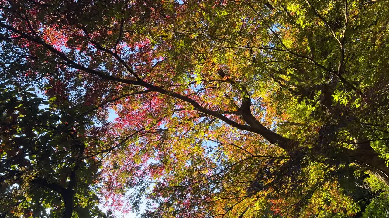 Slow wide open rotating shot looking up at autumn colors against blue sky, silhouetted