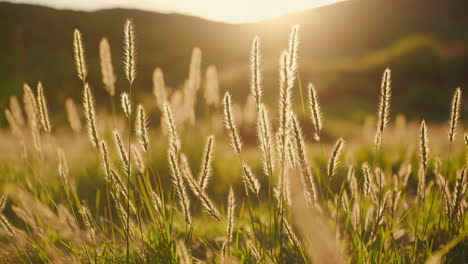 golden grass at sunset