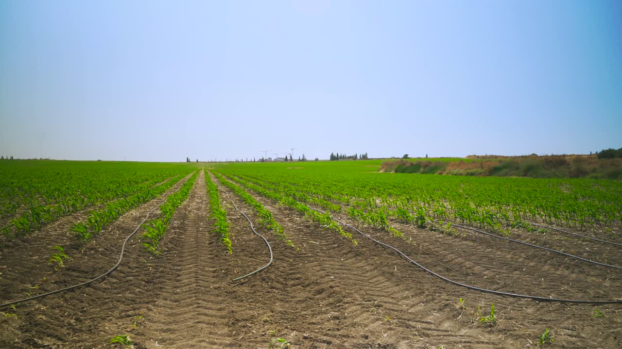 un campo de maíz se riega con gotas