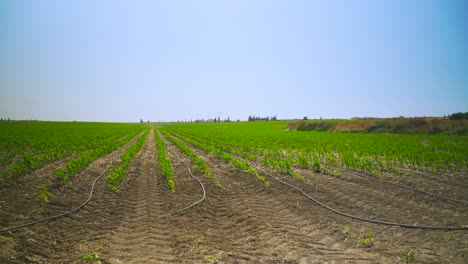 un campo de maíz se riega con gotas