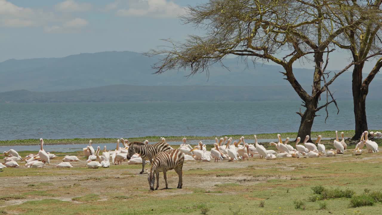 Due zebre di pianura che pascolano accanto a una grande colonia di pellicani sulla riva del lago Crescent Island, Lago Naivasha, Kenya
