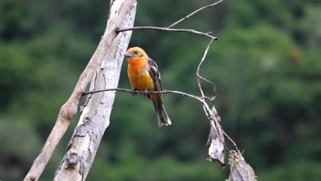 un lindo pájaro tanager de color llama curioso , ocioso en una rama