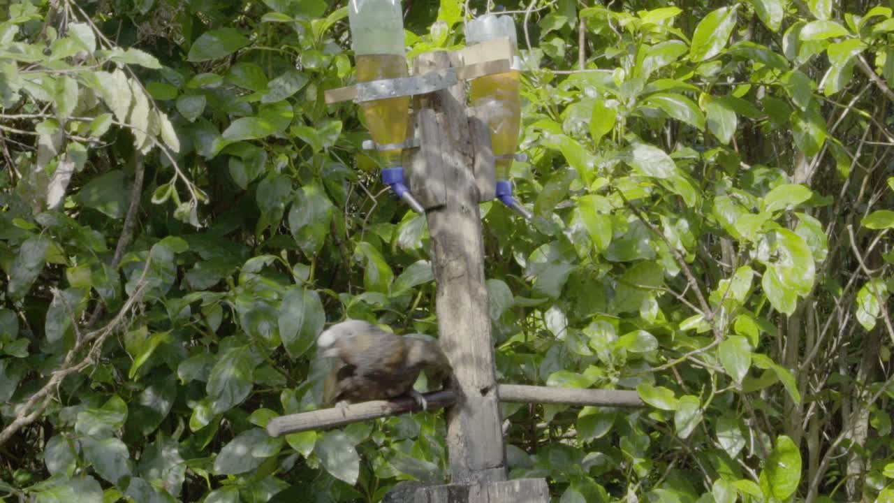 un kaka bebiendo de una estación de alimentación en zealandia, wellington, nz