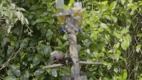 Ein-Kaka,-Der-Von-Einer-Fütterungsstation-In-Zealandia,-Wellington,-Nz,-Trinkt