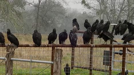 birds gather on a fence in texas