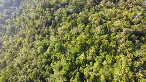vuelo aéreo sobre el bosque tropical de árboles verdes en una isla tropical en raja ampat, papúa occidental, indonesia