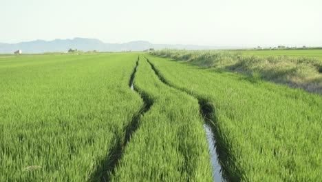 huellas de ruedas de automóviles en un campo de arroz en la albufera valenciana