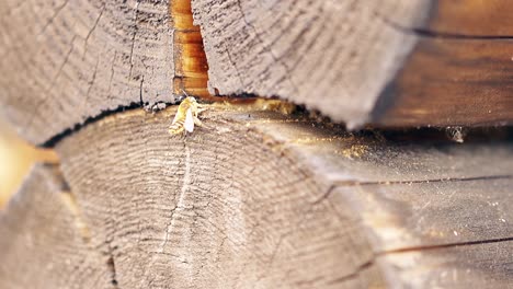CU Macro Slow motion The bee builds a nest between the logs in the summer house Brings construction material