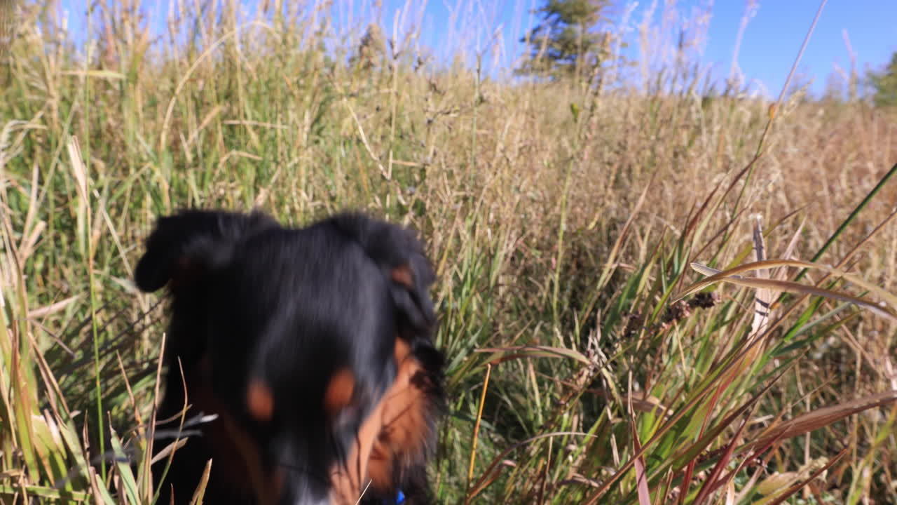 cachorro de pastor australiano lengua fuera de cámara lenta 4k