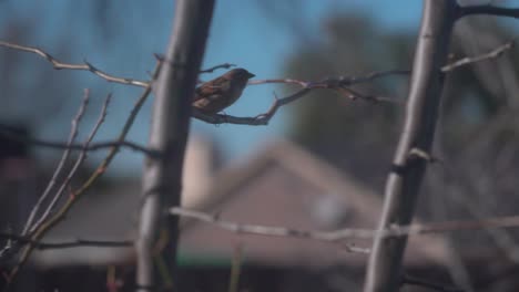 close up of a bird flying away