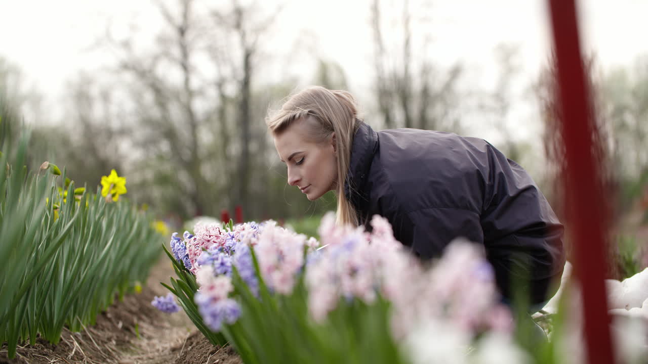 Nærbillede af landmand der dufter til tulipaner på blomsterplantagen