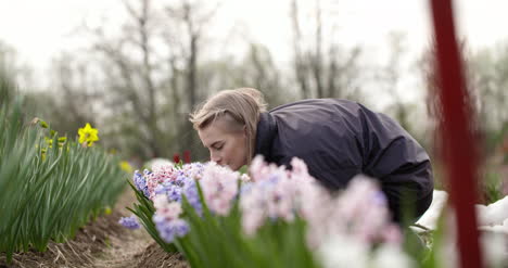 Nahaufnahme-Von-Bauern,-Die-Tulpen-Auf-Der-Blumenplantage-Riechen?