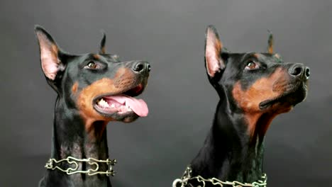 portrait of two dobermans wearing steel dog collars listening attentive to master's commands