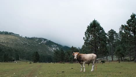 Blick-Auf-Kuh-Auf-Einer-Alm,-Kuh-Auf-Der-Wiese-Geht-Zum-Grasen,-Berghintergrund,-Statisch