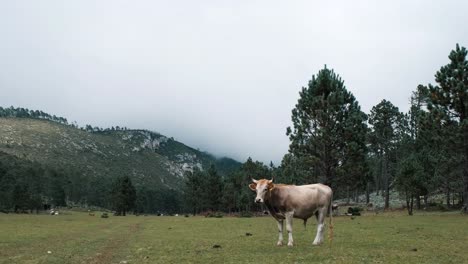 vista de vaca en un pasto de montaña, vaca en pradera va a pastar, fondo de montaña, estática