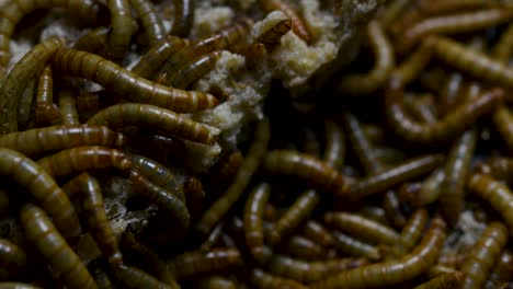 the mealworm is a species of darkling beetle used to feed pets like fish, snakes, birds, and frogs