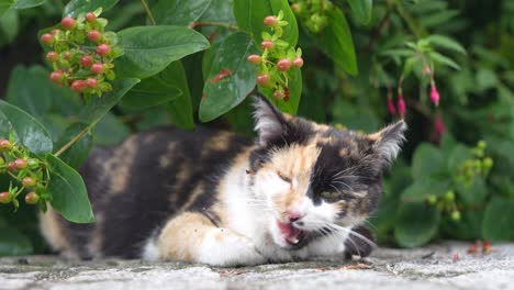 cute calico kitten resting and licking lips under green garden foliage