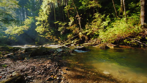 pure stream in a beautiful forest the rays of the morning sun shine through the branches of trees
